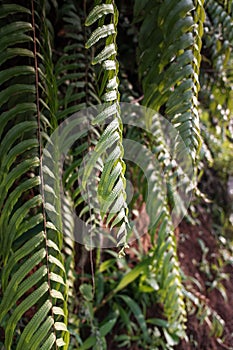 close up of green fern plants exposed to morning sunlight