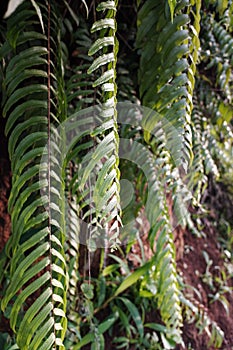 close up of green fern plants exposed to morning sunlight