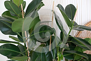 Close up of green ficus plant, minimalistic style. Ficus elastica plantrubber tree with white background. Rubber fig`s big smoot