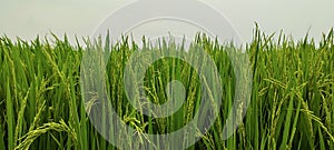 a close up of a green field of rice, a close up of a rice field, a field of green rice with tall grass, rice field in Bangladesh,