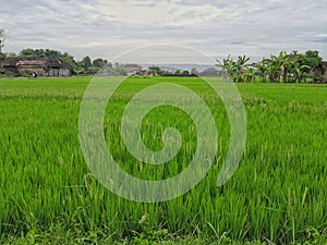 Close up green fields rice field countryside with clouds and sky view and tiny village houses