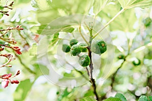 Close-up of green fig fruit in raindrops on tree branches.