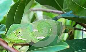 Close up of green Flap-necked chameleon chamaleon between green leaves