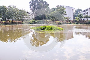 Green floating water hyacinth green plants Eichornia crassipes in the river background photo