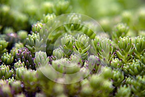 Close-up green flower, highlighting macro photography and natural plant beauty. A field of succulents among the stones