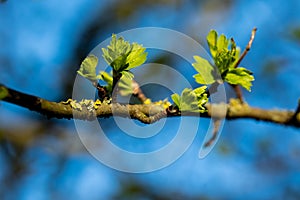 Close-up with a green foliag