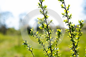 Close-up with a green foliage with a blurred background