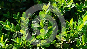 Close-up of green foliage of boxwood Buxus microphylla,  the Japanese box or littleleaf box  in Arboretum Park