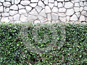 Close-up green foliage hedge with blurred gray stone wall background