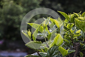 Close up of green foliage in a Torrance home