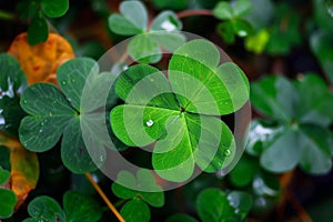 Close-up of a green four-leaf clover with water droplets