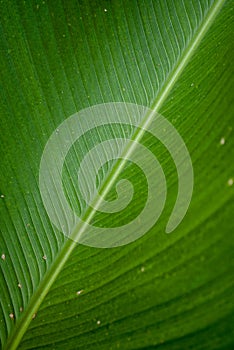 close-up on green fresh banana leaf