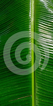 close-up on green fresh banana leaf