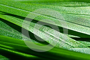 Close-up green fresh blade of grass, detailed macro photo.