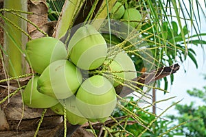 Close up green fresh coconut in the bunch at tree