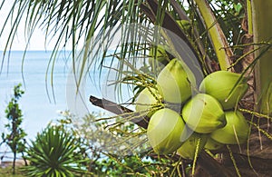 Close up green fresh coconut in the bunch at tree with sea background