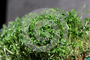 close up of green fresh cress sprouts, black background