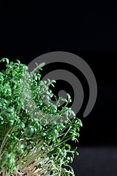 close up of green fresh cress sprouts, black background