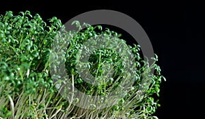 close up of green fresh cress sprouts, black background