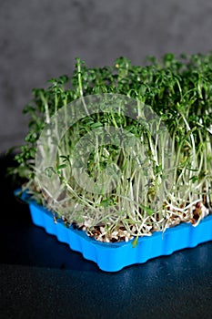 close up of green fresh cress sprouts in a blue plastic box, black background