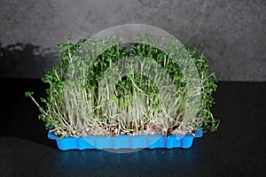 close up of green fresh cress sprouts in a blue plastic box, black background