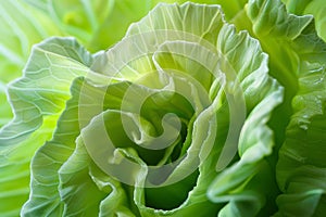 Close-up of green fresh lettuce leaves, healthy eating, vitamins, vegetarian