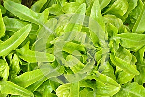 Close-up of green, fresh oakleaf lettuce.