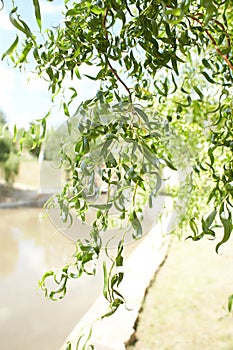 Close up of green fresh willow branches on the nature. Selected focut