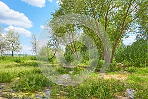 Close up of green fresh willow branches on the nature. Selected focut