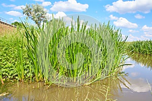 Close up of green fresh willow branches on the nature. Selected focut