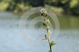 Close-up of green fringed orchid plant. In the bud. Flowers did not open