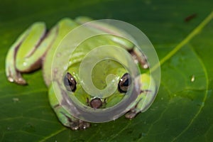 Close up of green frog on the green leaf