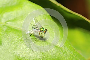 Close up green fruit fly on green leaf.