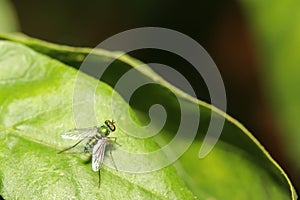 Close up green fruit fly on green leaf.