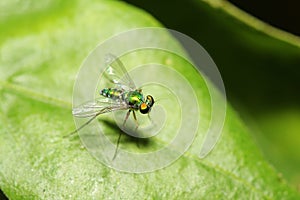 Close up green fruit fly on green leaf.