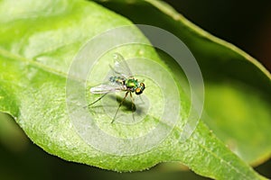 Close up green fruit fly on green leaf.