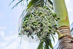 Close-up of green fruit of foxtail palm tree