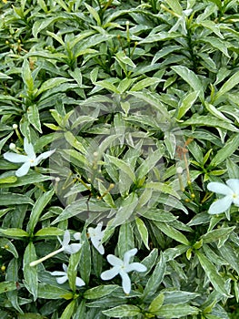 Close up green Gardenia jasminoides gardenia, cape jasmine, cape jessamine, danh danh, jasmin with natural background. This plan