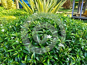 Close up green Gardenia jasminoides gardenia, cape jasmine, cape jessamine, danh danh, jasmin with natural background. This plan photo
