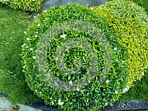 Close up green Gardenia jasminoides gardenia, cape jasmine, cape jessamine, danh danh, jasmin with natural background. This plan