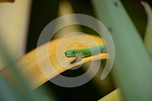 A Close-up of a Green Gecko Lizard on a Yellow Leaf in a Garden Setting