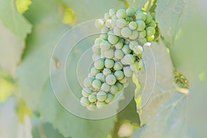 Close-up of green grapes ripening on grapevine in vineyard