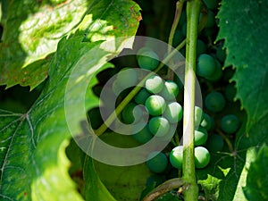 A close-up of green grapes on a vine, unripe and bathed in sunlight, suggesting early stages of growth