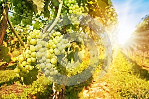 Close up on green grapes in a vineyard