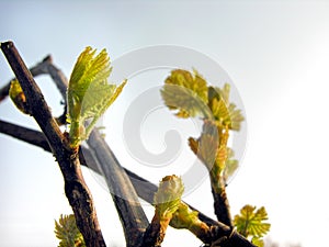 Close-up of green grapevine sprig