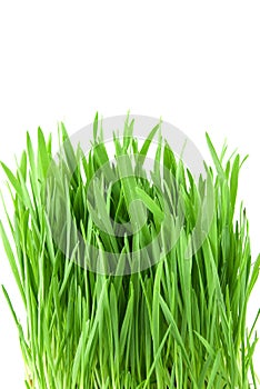 Close-up green grass