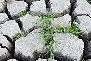 Green grass on dry crack soil