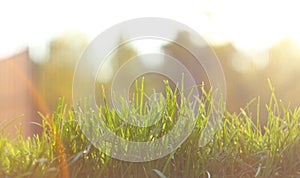 Close up green grass field with blur park background,Spring and summer concept,vintage filter.Beautiful nature.Copy space