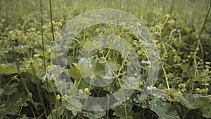 Close up of green grass in the field with small drops of water on soft petals. Stock footage. Summer background, morning