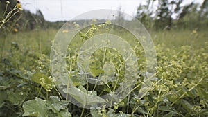 Close up of green grass in the field with small drops of water on soft petals. Stock footage. Summer background, morning